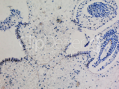 Lily ovary micrograph