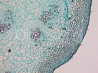 Mulberry micrograph