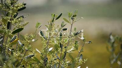 Olive branch tree in close up