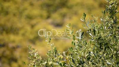 Olive branch tree in close up