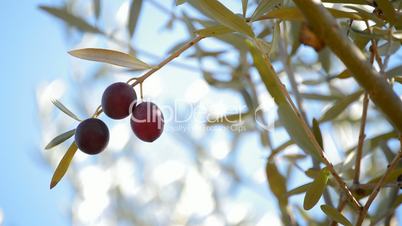 Olives hanging at branch in tree