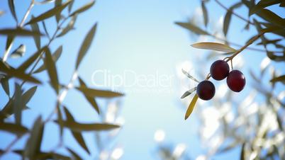 Olive fruit hanging at branch of olive tree at sunset
