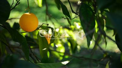 Oranges hanging in tree