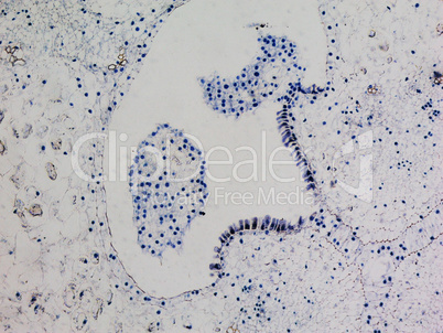 Lily ovary micrograph