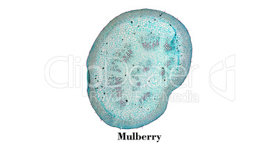 Mulberry micrograph