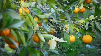 Oranges hanging in a branch