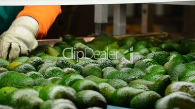 Avocados hass in packaging line