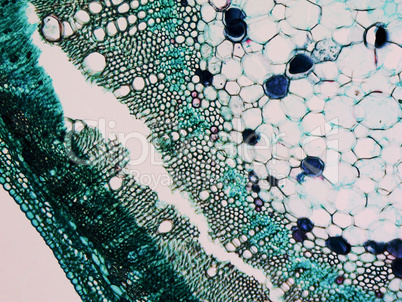 Cotton stem micrograph