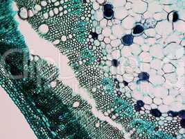 Cotton stem micrograph