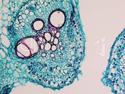 Cucurbita stem micrograph