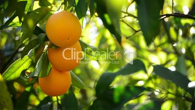 Oranges hanging in a branch