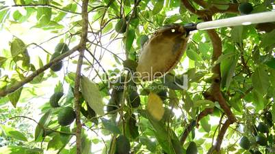 Harvest avocados fruit in a plantation of fruit trees