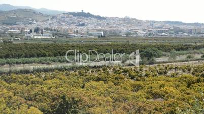 Plantation of avocados fruit tree in south Spain
