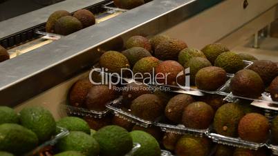 Avocados hass in packaging industrial line