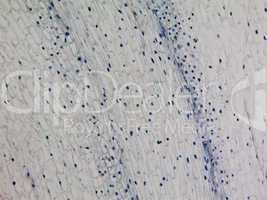 Corn root tip micrograph