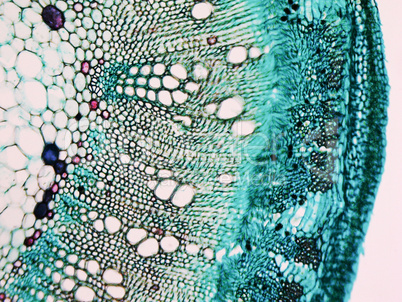 Cotton stem micrograph