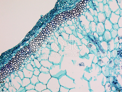 Cucurbita stem micrograph