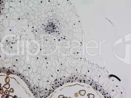 Lily anther micrograph