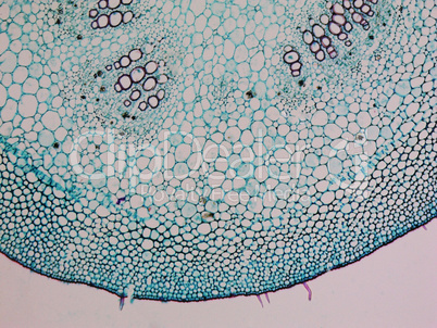 Mulberry micrograph