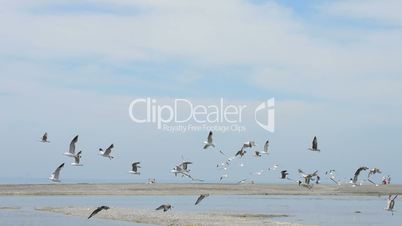 Seagulls flying in the beach