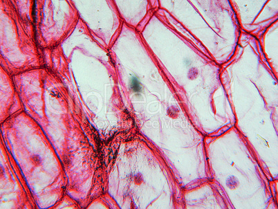 Onion epidermus micrograph