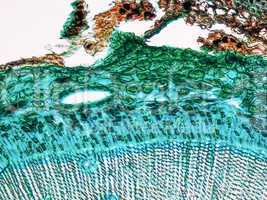 Pine Wood micrograph