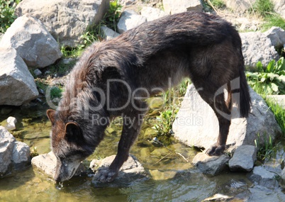 Wolf  am Wasser