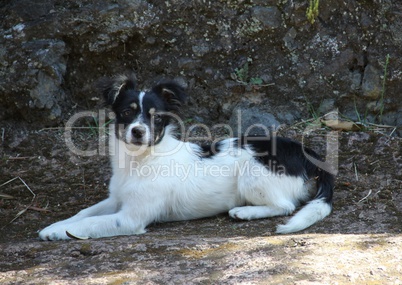 Junger Hund im Schatten