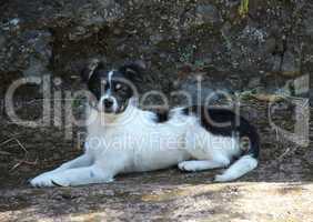 Junger Hund im Schatten