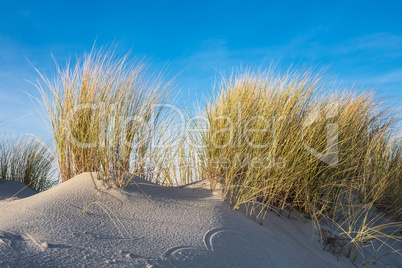 Dünen an der Ostseeküste Dünen an der Ostseeküste