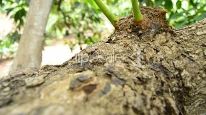 Panoramic of avocado fruit tree in close up