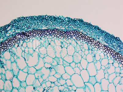 Cucurbita stem micrograph