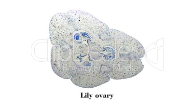 Lily ovary micrograph