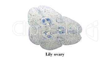 Lily ovary micrograph