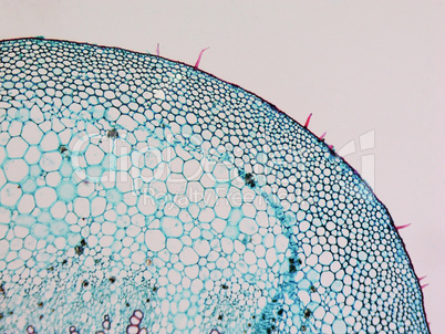 Mulberry micrograph