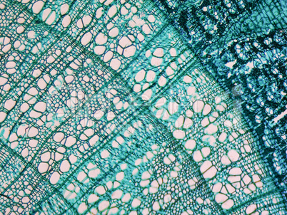 Tilia stem micrograph