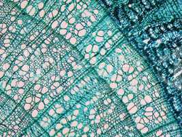 Tilia stem micrograph