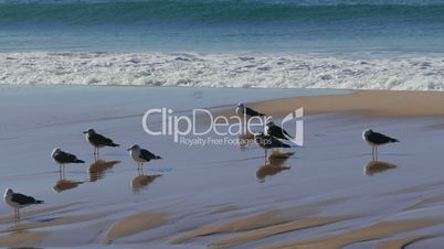 Flock of Seagulls Sitting on the Beach Ocean with Waves, Atlantic ocean