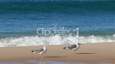 Flock of Seagulls Sitting on the Beach Ocean with Waves, Atlantic ocean