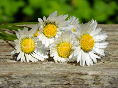 Gänseblümchen mit Textfreiraum Gänseblümchen mit Textfreiraum