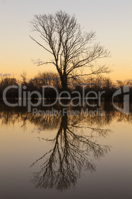 Tree Lake Reflection Sunset or Sunrise