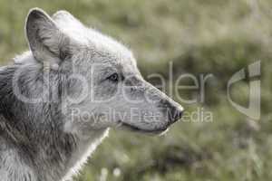 North American Gray Wolf WIth Blue Eyes