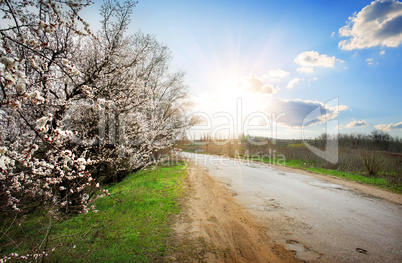 Tree by the road