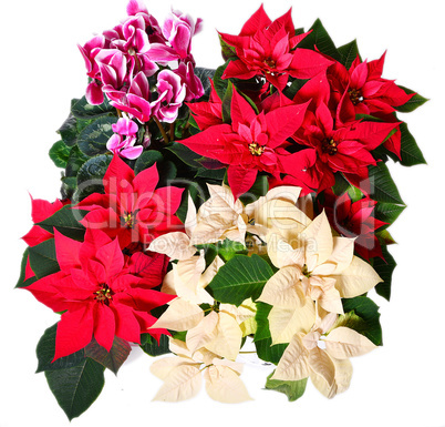 Weihnachtsstern rote Blumen