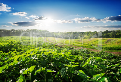 Field sown with sunflowers