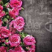bouquet of pink roses on a dark fabric background