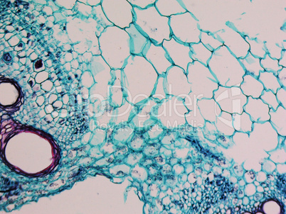 Cucurbita stem micrograph Cucurbita stem micrograph