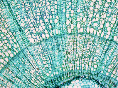 Tilia stem micrograph
