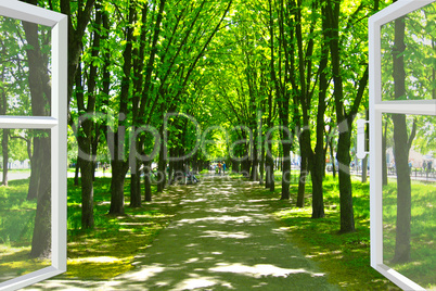 window opened to the beautiful park with many green trees