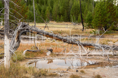 Yellowstone Nationalpark, Utah, USA